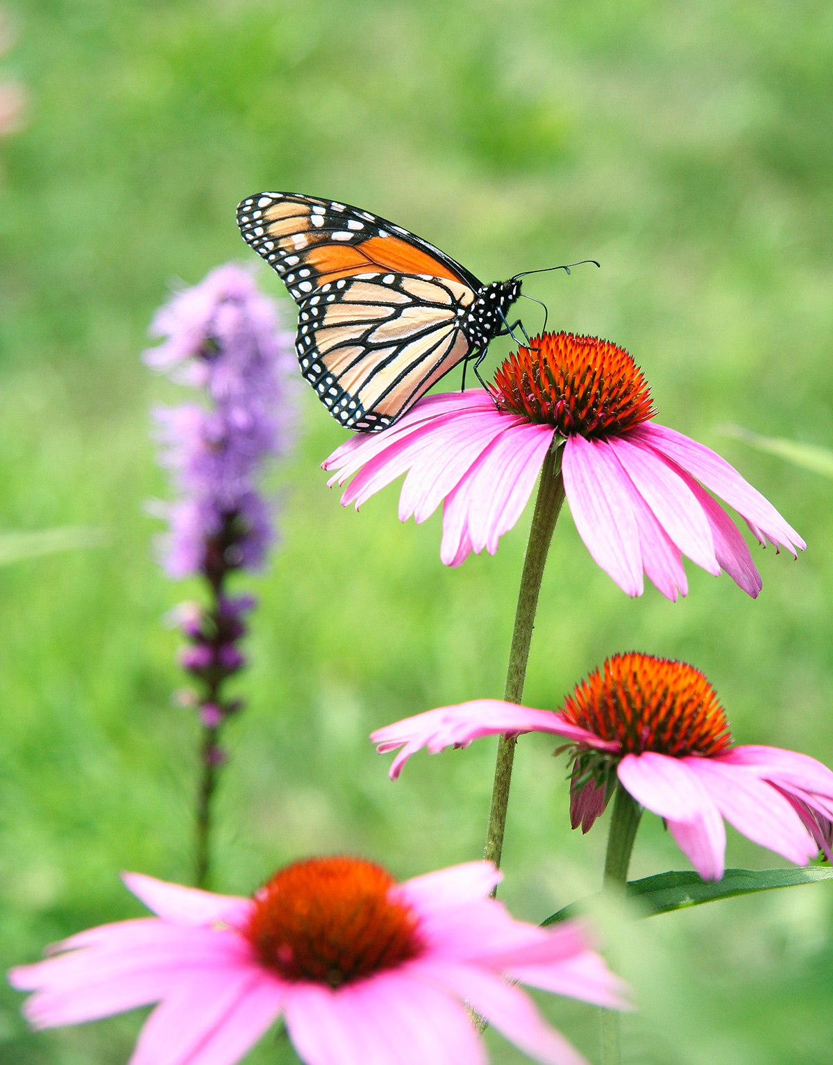 fine art-photos-butterfly