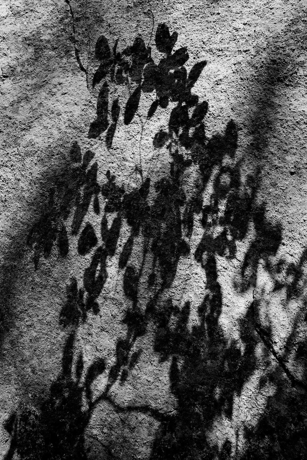 fine art-photos-leaf-shadow