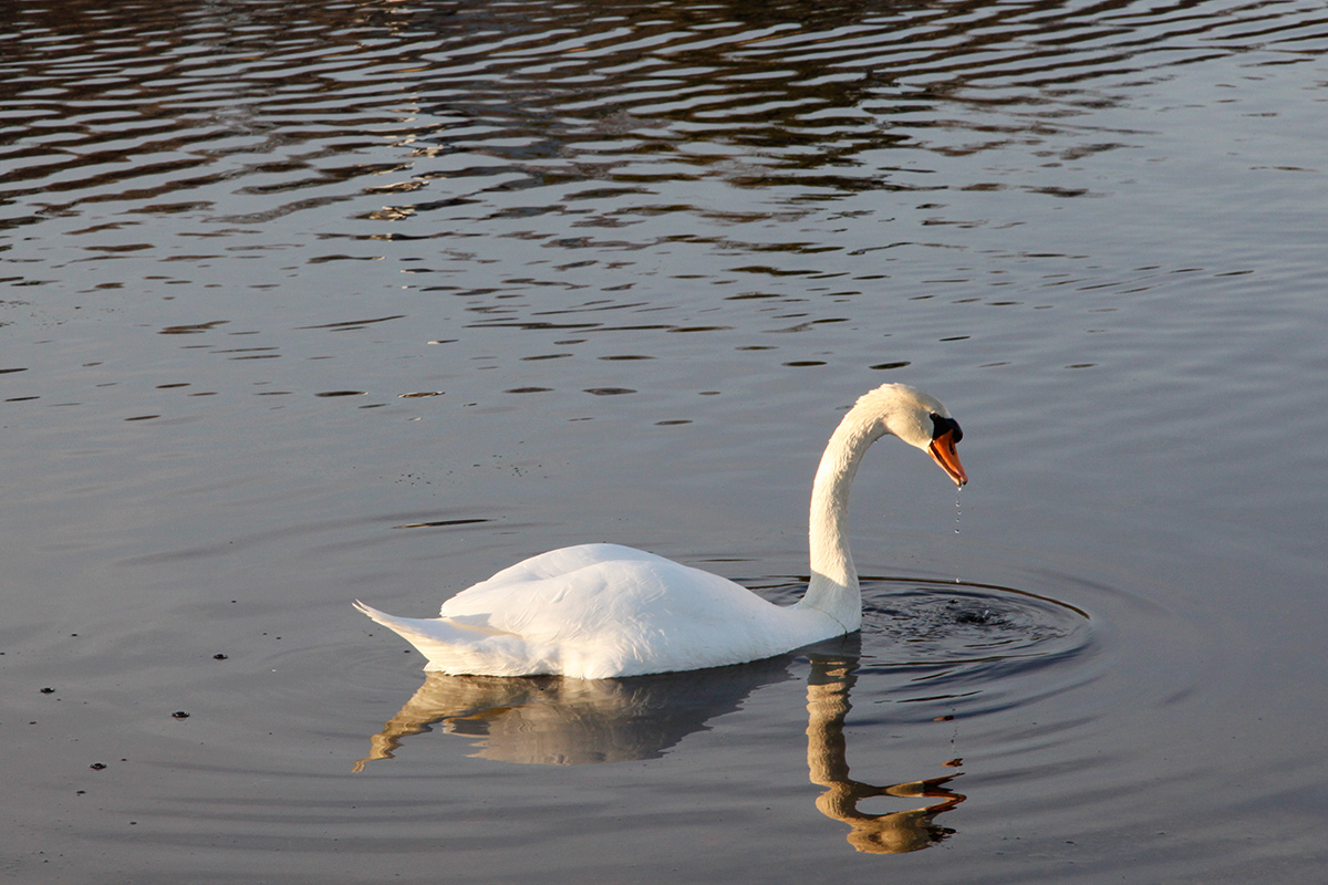 fine art-photos-swan