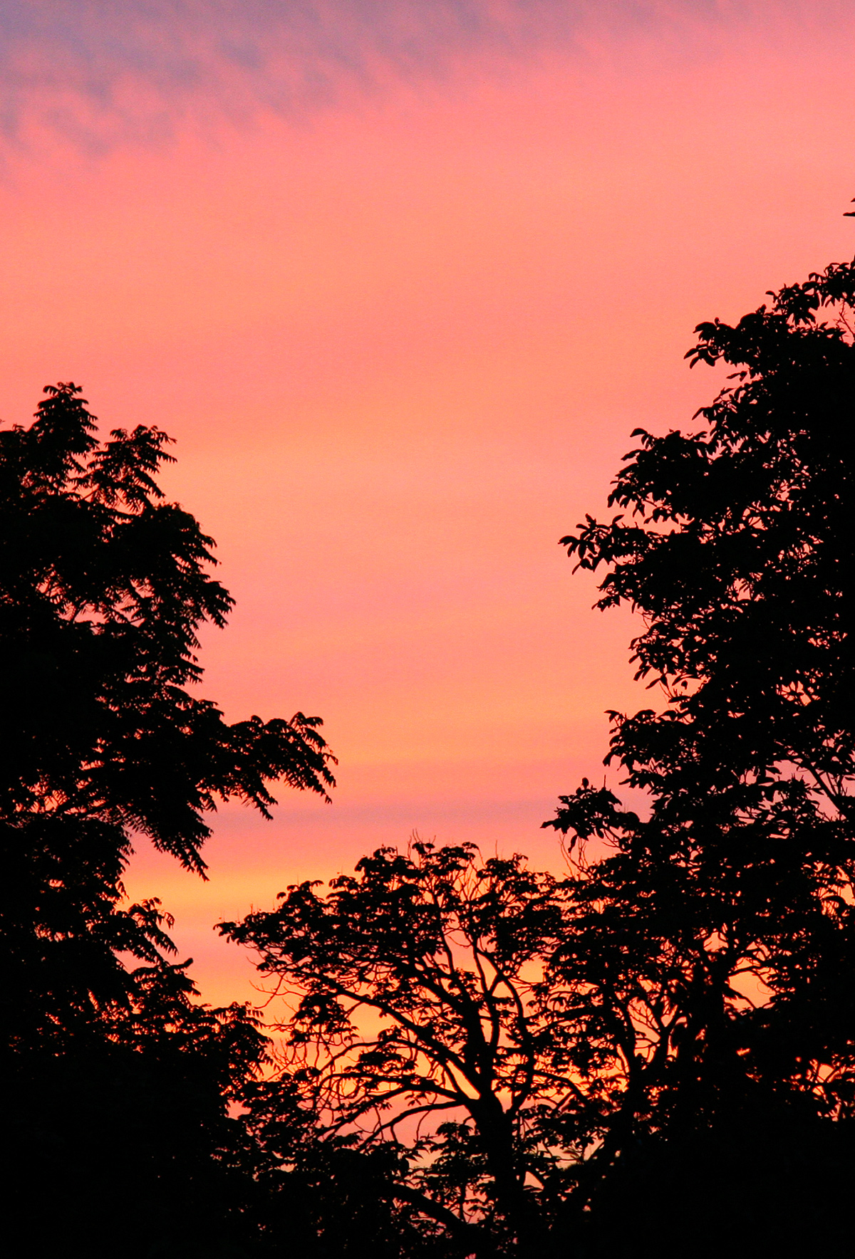 fine art-photos-trees-silo